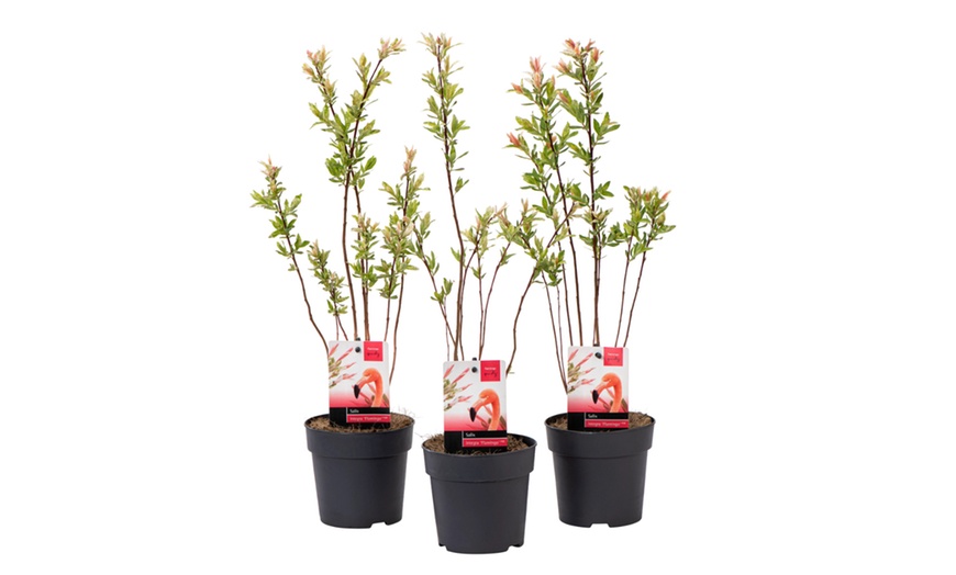 Image 3: Lot de 3 ou 6 saules Salix Integra "Flamingo"