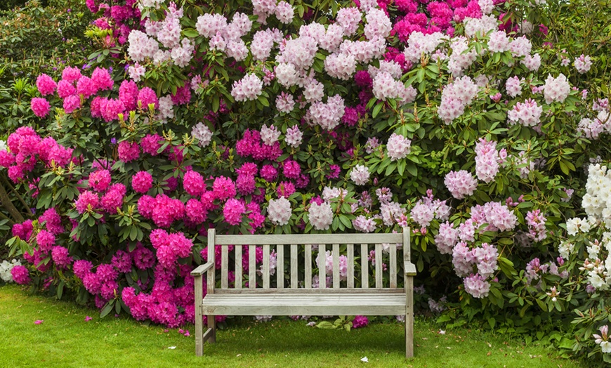 Image 4: Azalea Rainbow Collection Plants