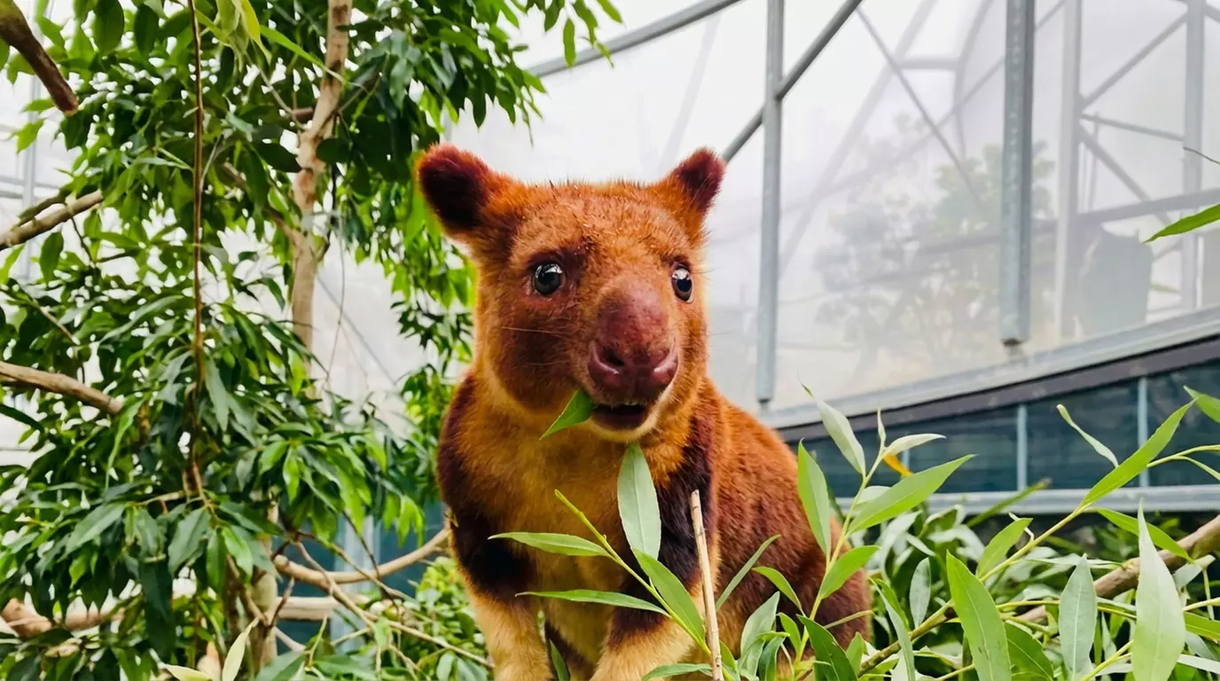 Wildlife Sydney Zoo - Adult Entry at Child Prices  -  Members only