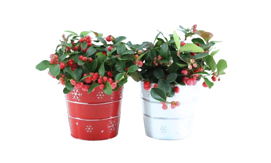 Image 3: Set van 2 Gaultheria planten 'Big Berry'