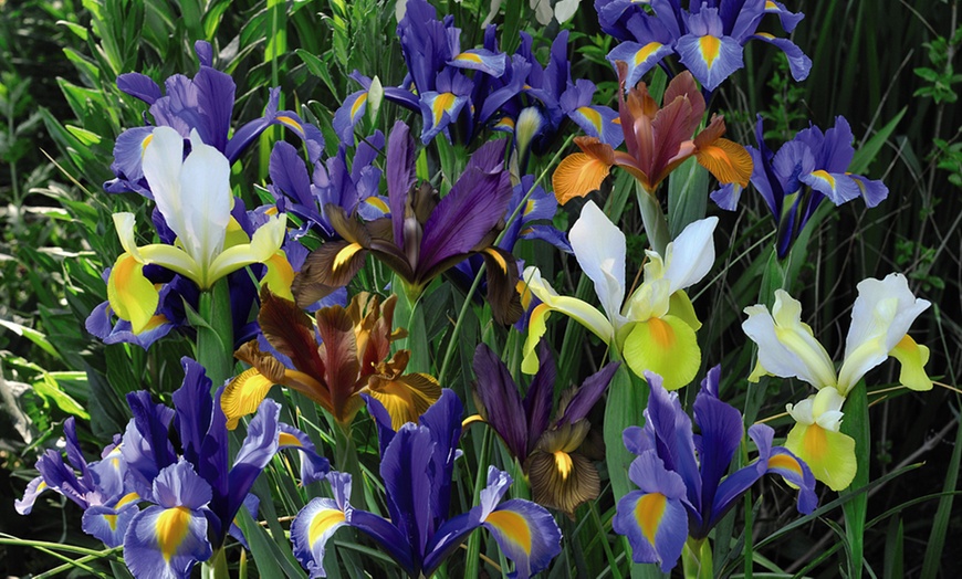 Image 9: Mixed Flowering Bulbs – Anemone Blanda, Nerines & Dutch Iris