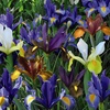 Image 7: Mixed Spring Iris Bulbs - Up to 200 Bulbs