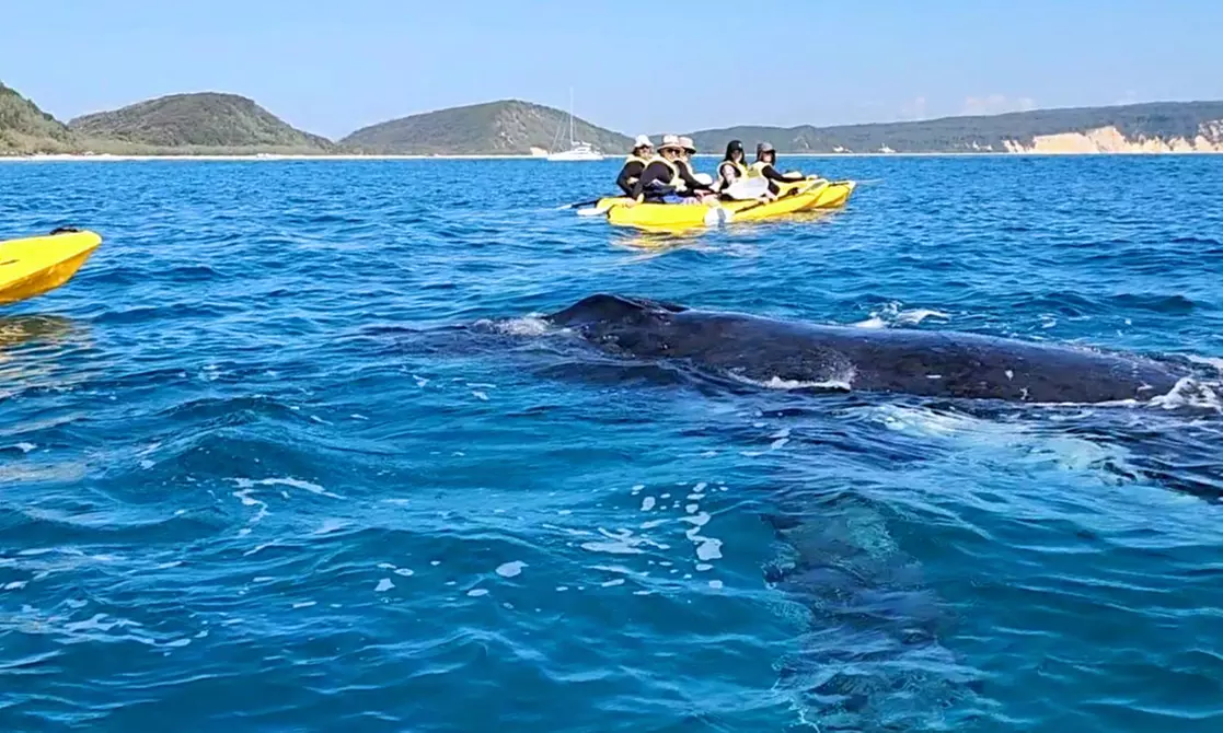 Dolphin-View Kayak Tour or Private Day Tour to Double Island Point