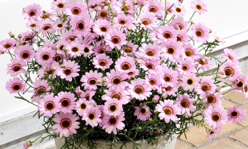 Image 2: 5, 10 or 20 Argyranthemum 'GranDaisy Pink' Plug Plants