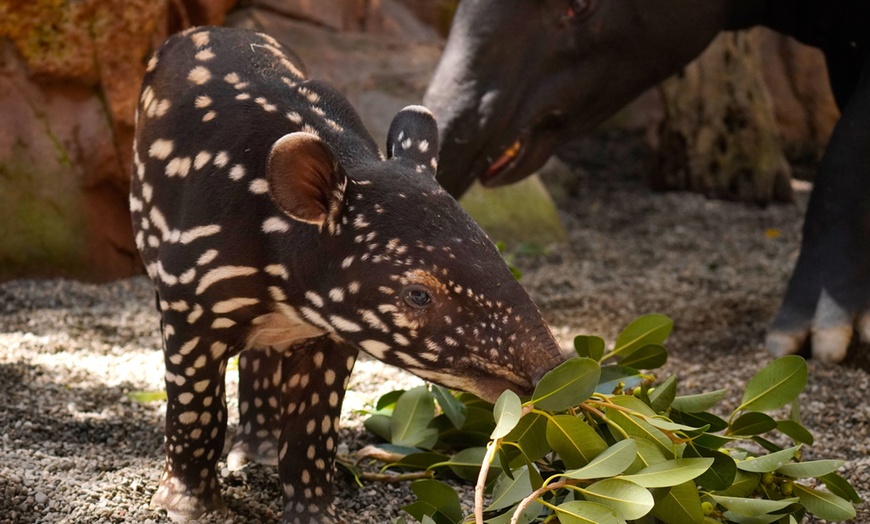 Image 7: Vive un viaje educativo y salvaje con una entrada a Bioparc Fuengirola