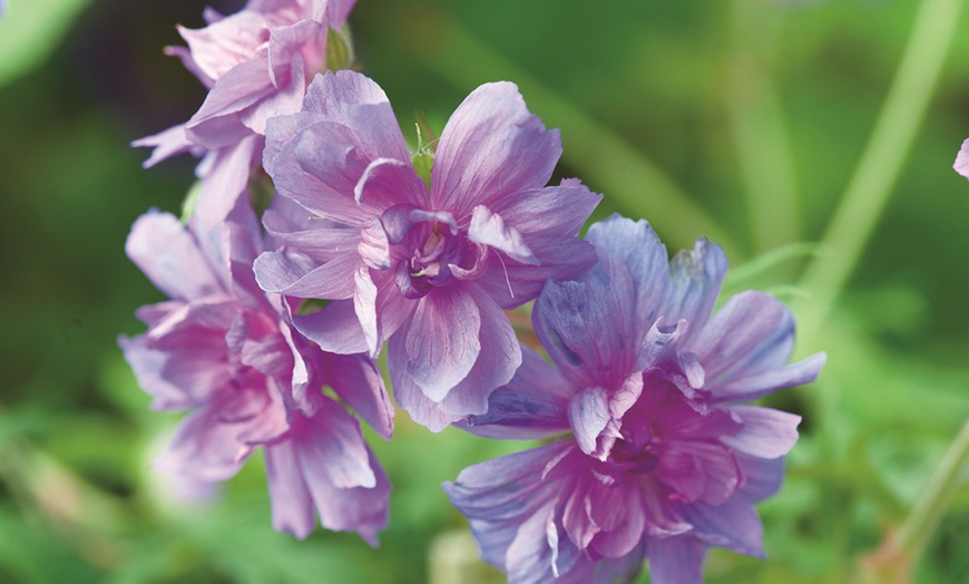 Image 4: One or Three Bare roots Geranium Double Plenum Caeruleum Plant