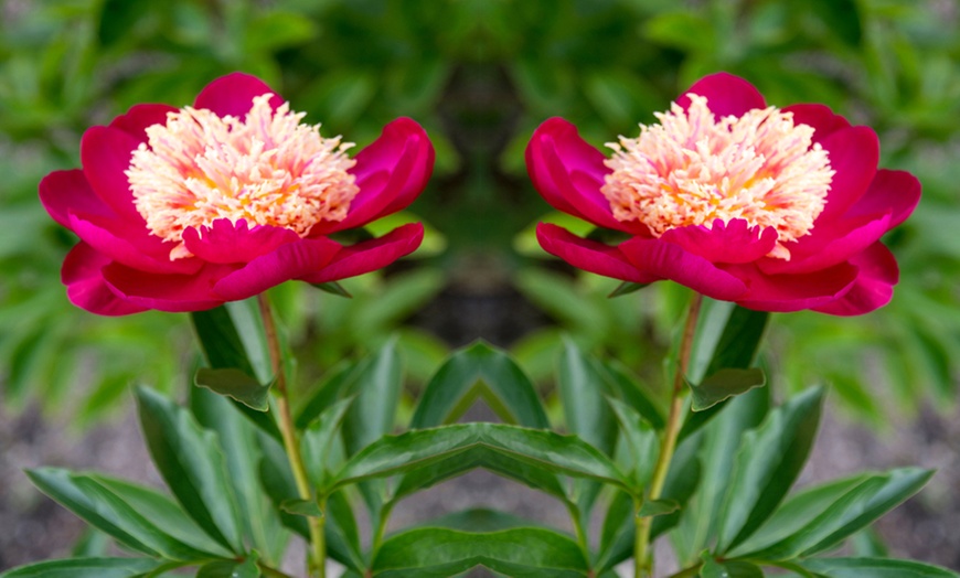 Image 3: Peony 'Sword Dance' - 1, 2 or 3 Potted Plants 