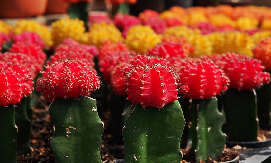 Image 2: Coloured Cactus Plant