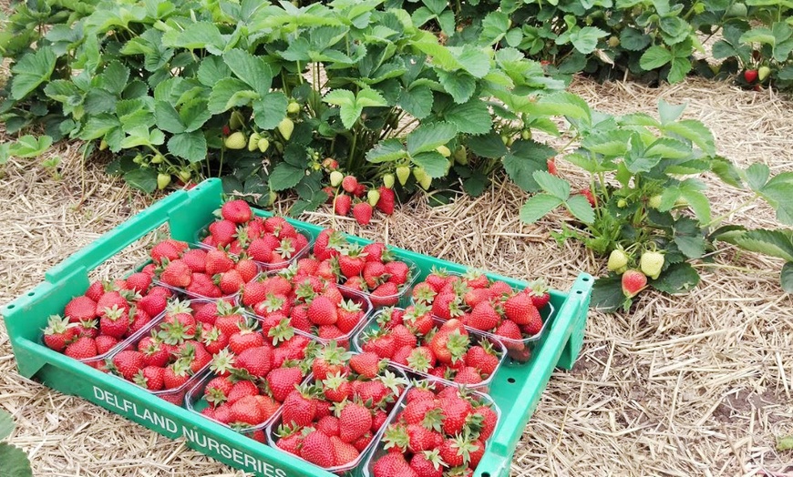 Image 6: PYO Strawberries Gilberdyke