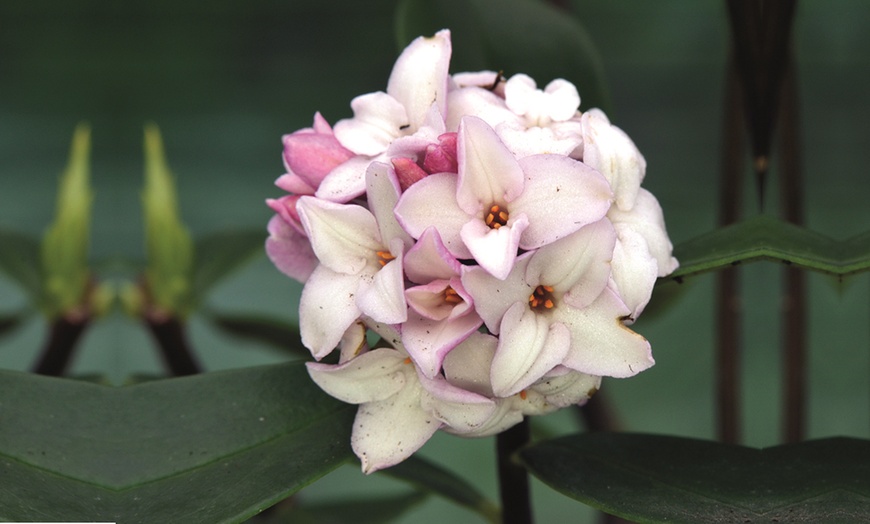 Image 6: Daphne 'Eternal Fragrance' – 1 or 2 Potted Plants