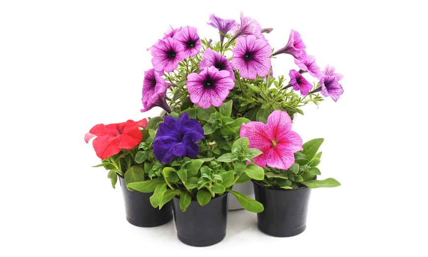 Image 5: Bellis Bam Bam Duo Collection - 2, 4 or 6 Potted Plants