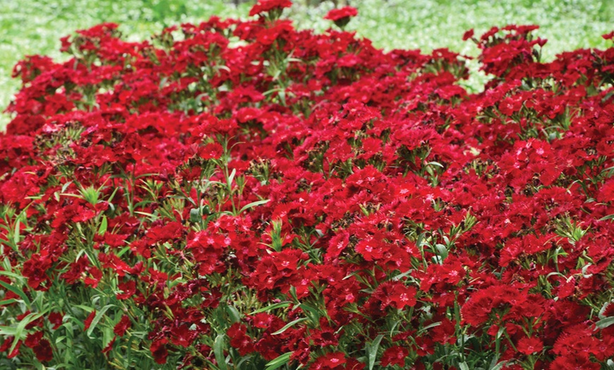 Image 7: One or Three Fragrant Dianthus 'Rocking Red' Potted Plants