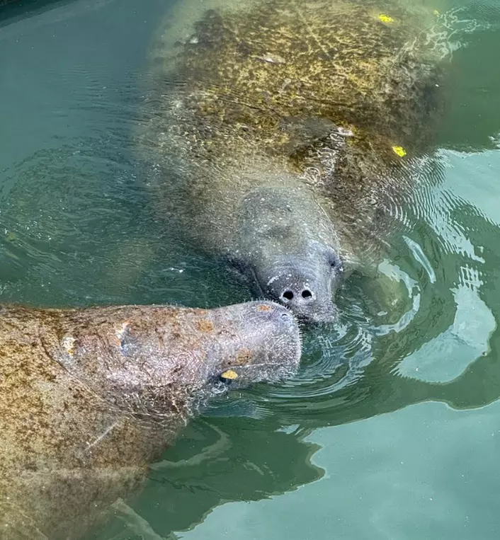 Sunset Sightseeing & Eco History Cruises – Port Orange, FL