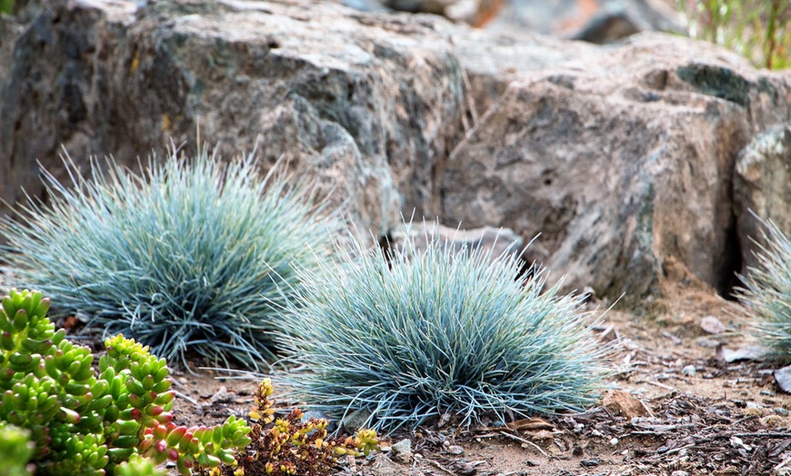 Image 4: Planta Festuca Glauca azul