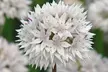 48 et 96 bulbes Allium, Graceful Beauty - Second Medium
