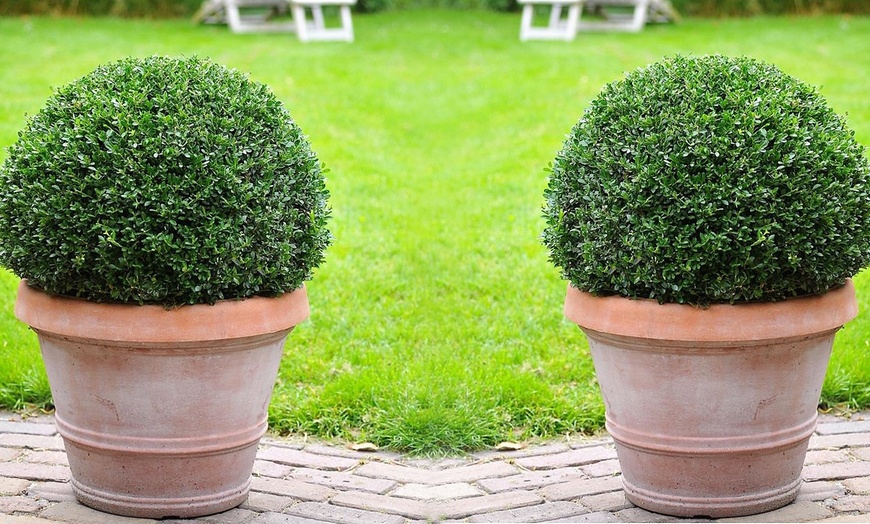 Image 5: Ilex crenata Dark Green