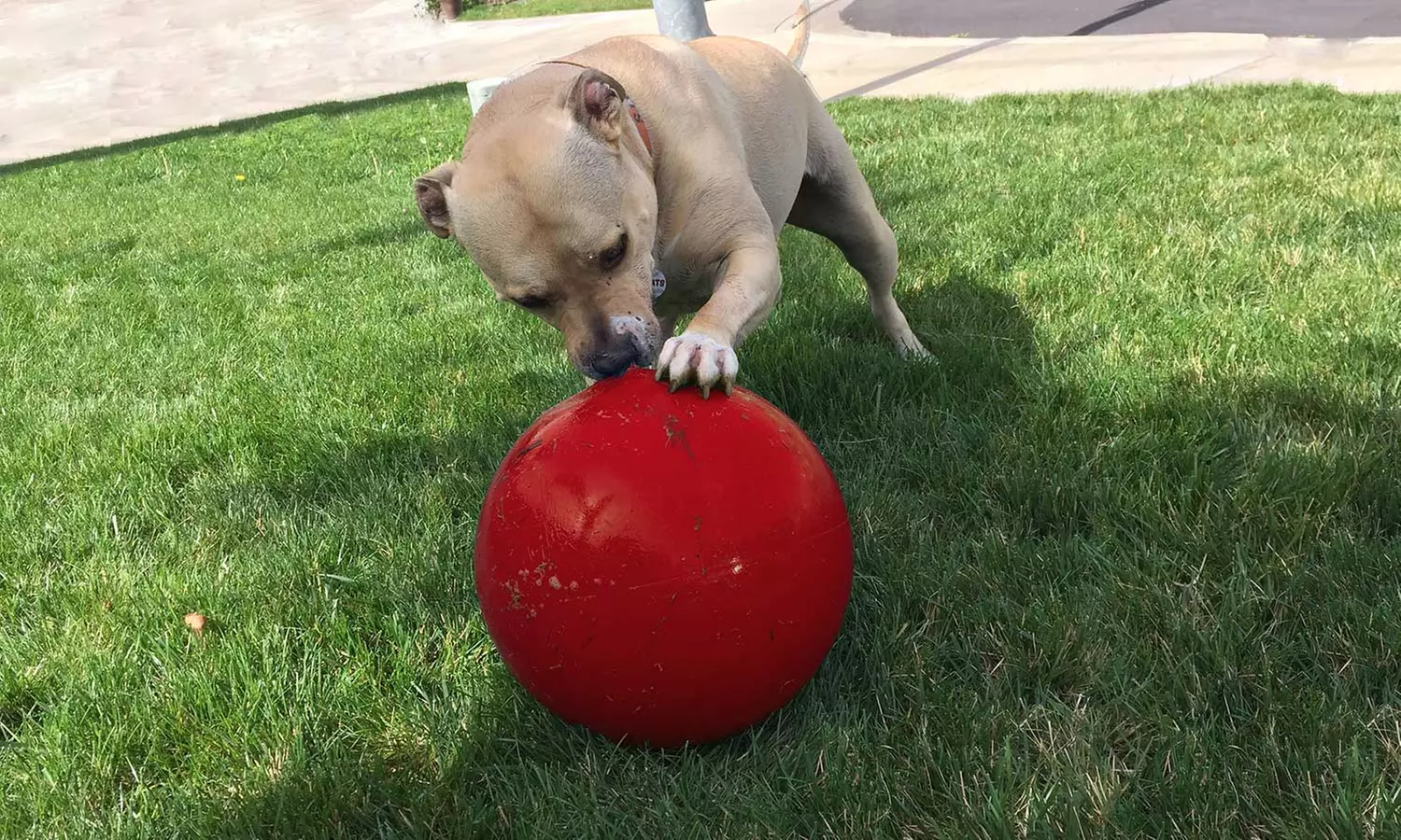 Virtually Indestructible Dog Ball - Primary Image