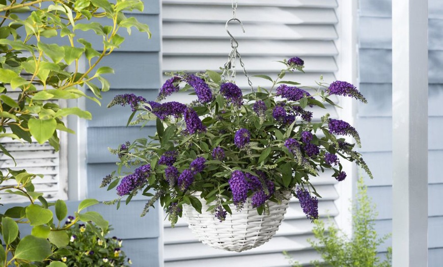 Image 2: Mixed Potted Buddleja 'Butterfly Bush' Plants 