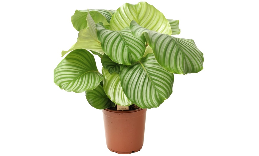 Image 3: Plante "Calathea"