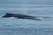 Luxury San Diego Whale Watching Tour - Up to 35% Off with Wild Pacific Whale Watch  - Second Medium