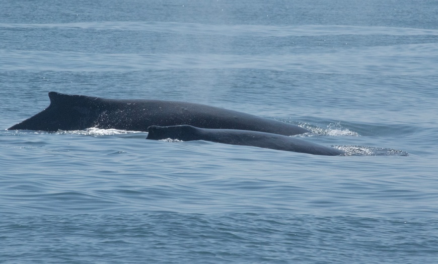 Image 4: Luxury San Diego Whale Watching Tour