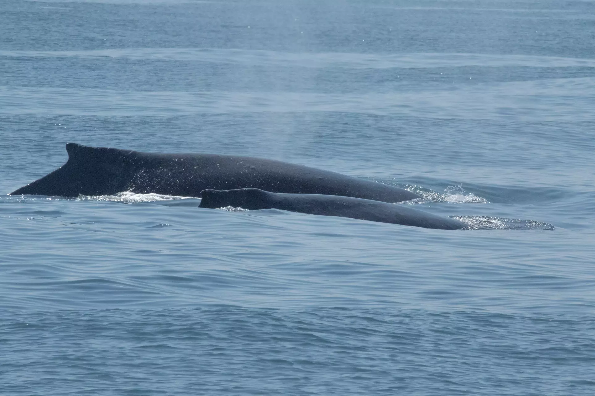 Luxury San Diego Whale Watching Tour