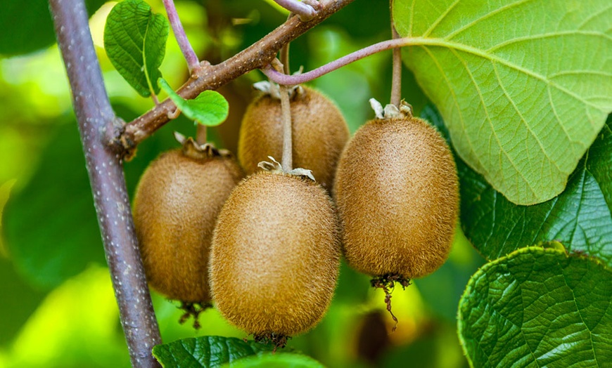 Image 1: One, Two or Three Self-Fertile Kiwi Jenny Plants