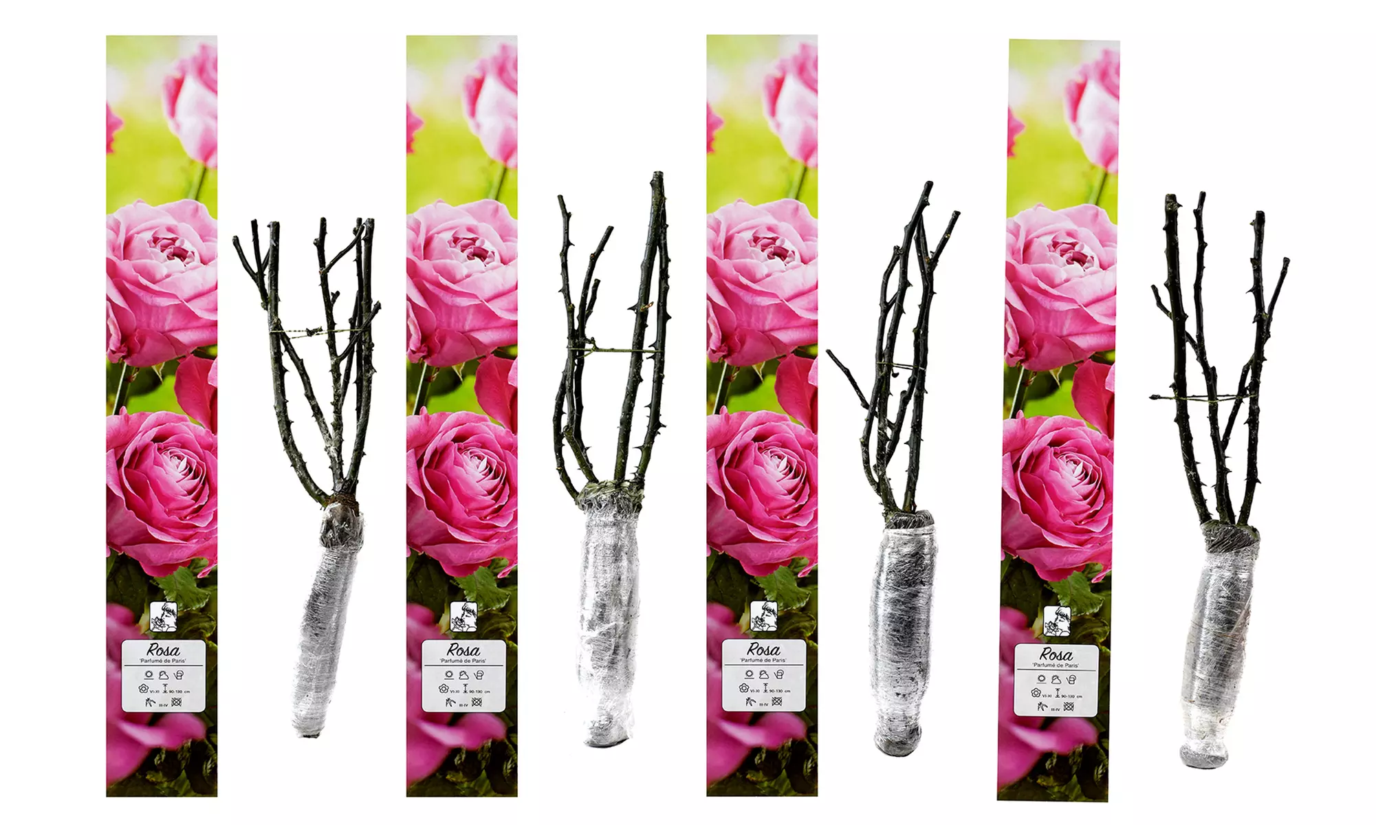 Ensembles de 4 roses de jardin parfumées à grandes fleurs