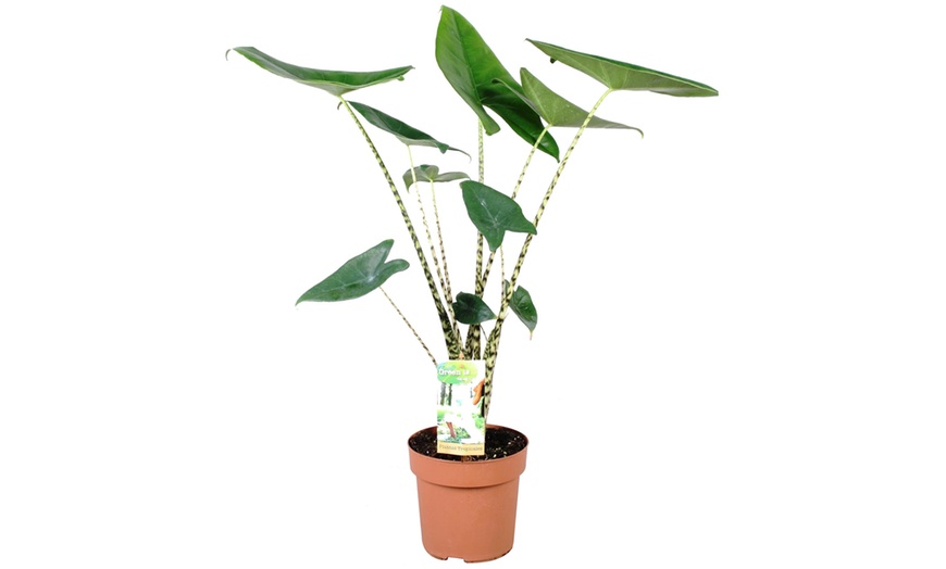 Image 3: Plant Alocasia Zebra