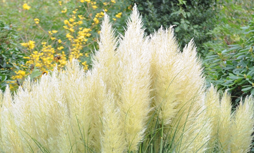 Image 2: White Pampas Grass