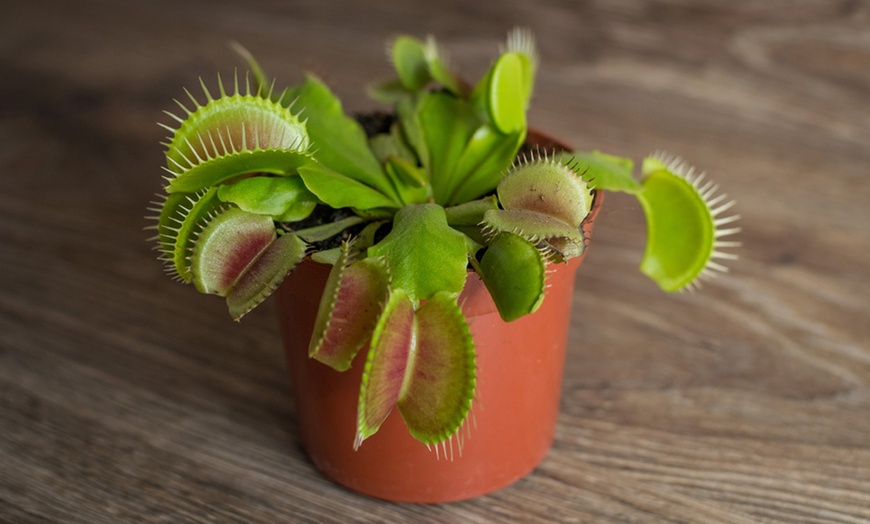 Image 1: Carnivorous Plants with Pots