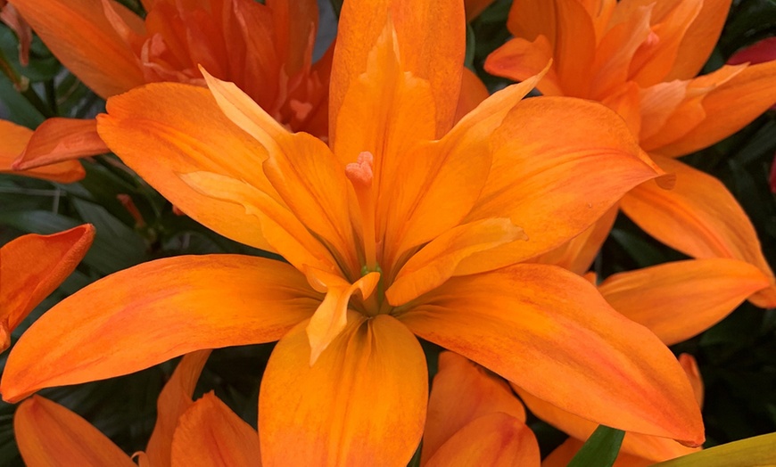 Image 15: Double Pollen Free Lily Collection - 2 or 10 Bulbs