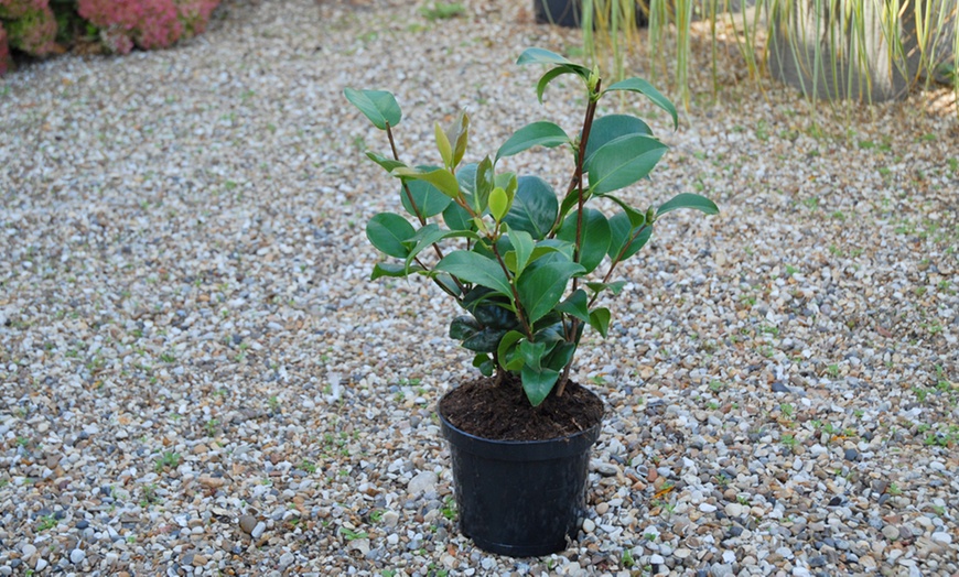 Image 10: One or Three Hardy Camellia Plants