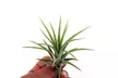 Mezcla de 6 o 12 plantas de aire Tillandsia - Second Medium