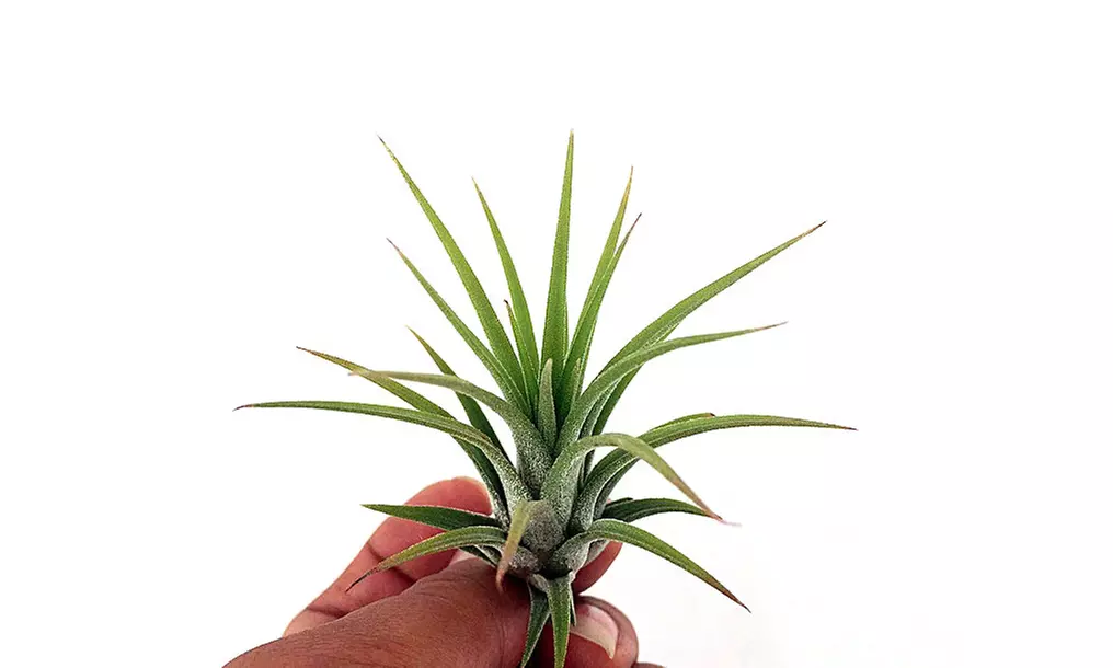 Mezcla de plantas de aire Tillandsia
