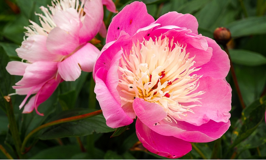 Image 2: Pretty Peony Collection - 3 Plants