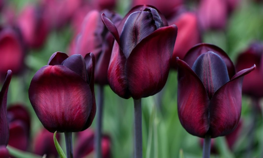 Image 1: Mixed Spring Flowering Tulip Bulb Collections