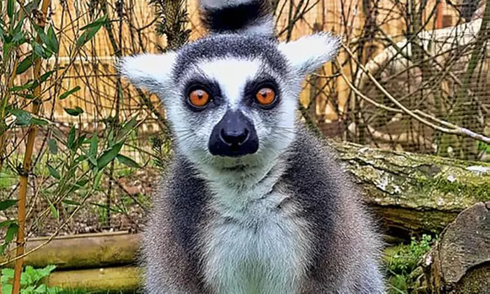 Embark on a Wild Adventure at Up to 58% Off at Exotic Zoo!