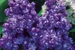 4 ou 8 Lilas doubles (bleu + rouge + lilas + blanc) - Image 4