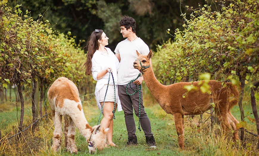 Image 5: 30-Minute Alpaca Experience at Mountview Alpaca Farm