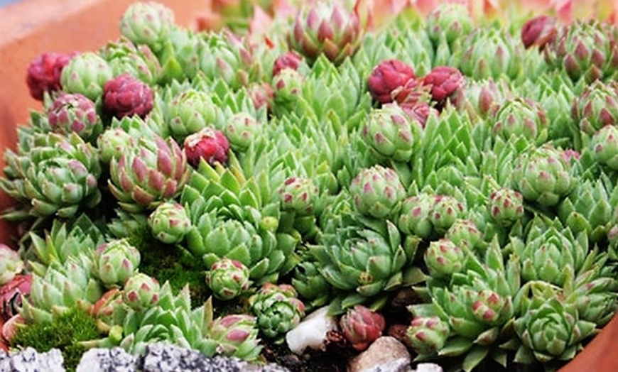 Image 8: Set de plantes Sempervivum