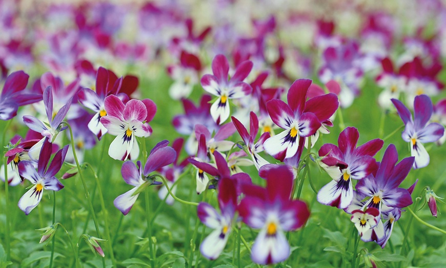 Image 4: Viola Bunny Ears - 5 or 10 Plants