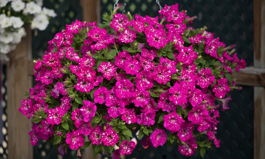 Image 2: Petunia Hanging Basket