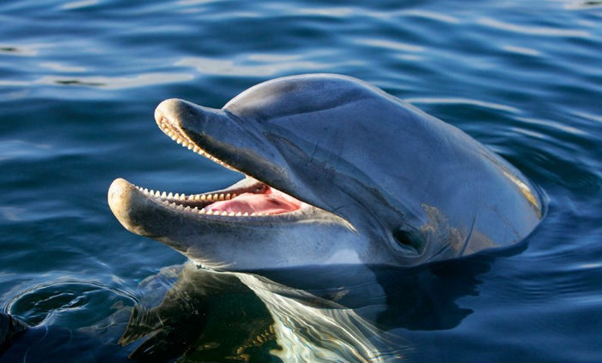 Image 1: Jaarabonnement Dolfinarium