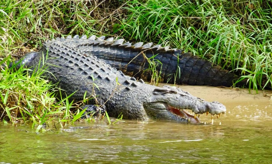 Image 1: Rainforest & Wildlife Cruise at Crocodile Express Daintree Cruises