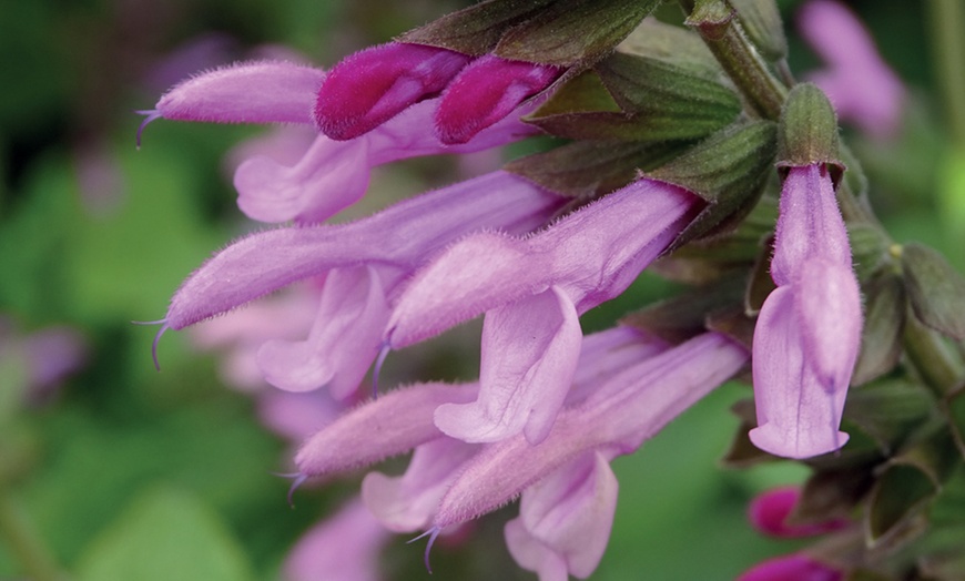 Image 1: One or Three Salvia Amistad Pink Hardy Perennial Plants