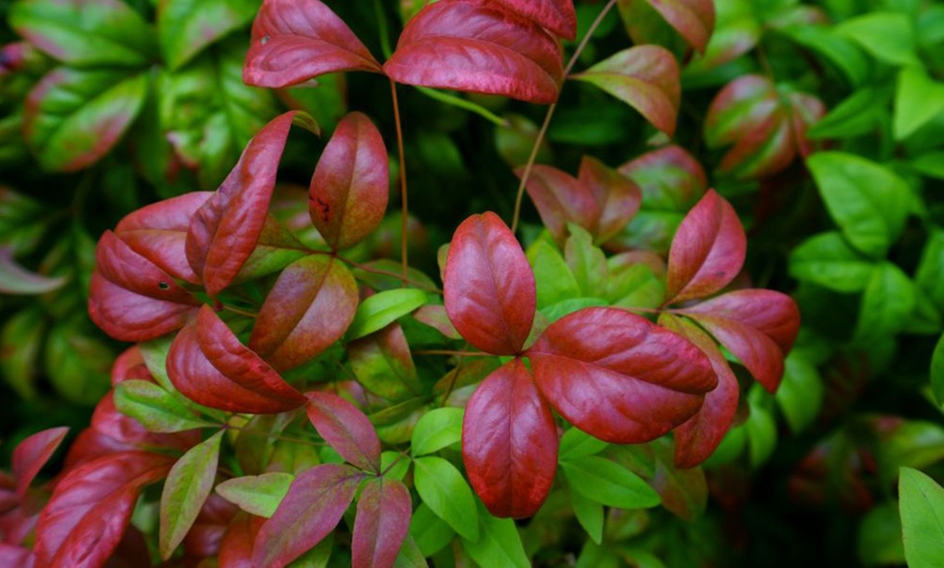 Image 3: Nandina Domestica Obsessed or Fire Power - 1 or 3 Potted Plants
