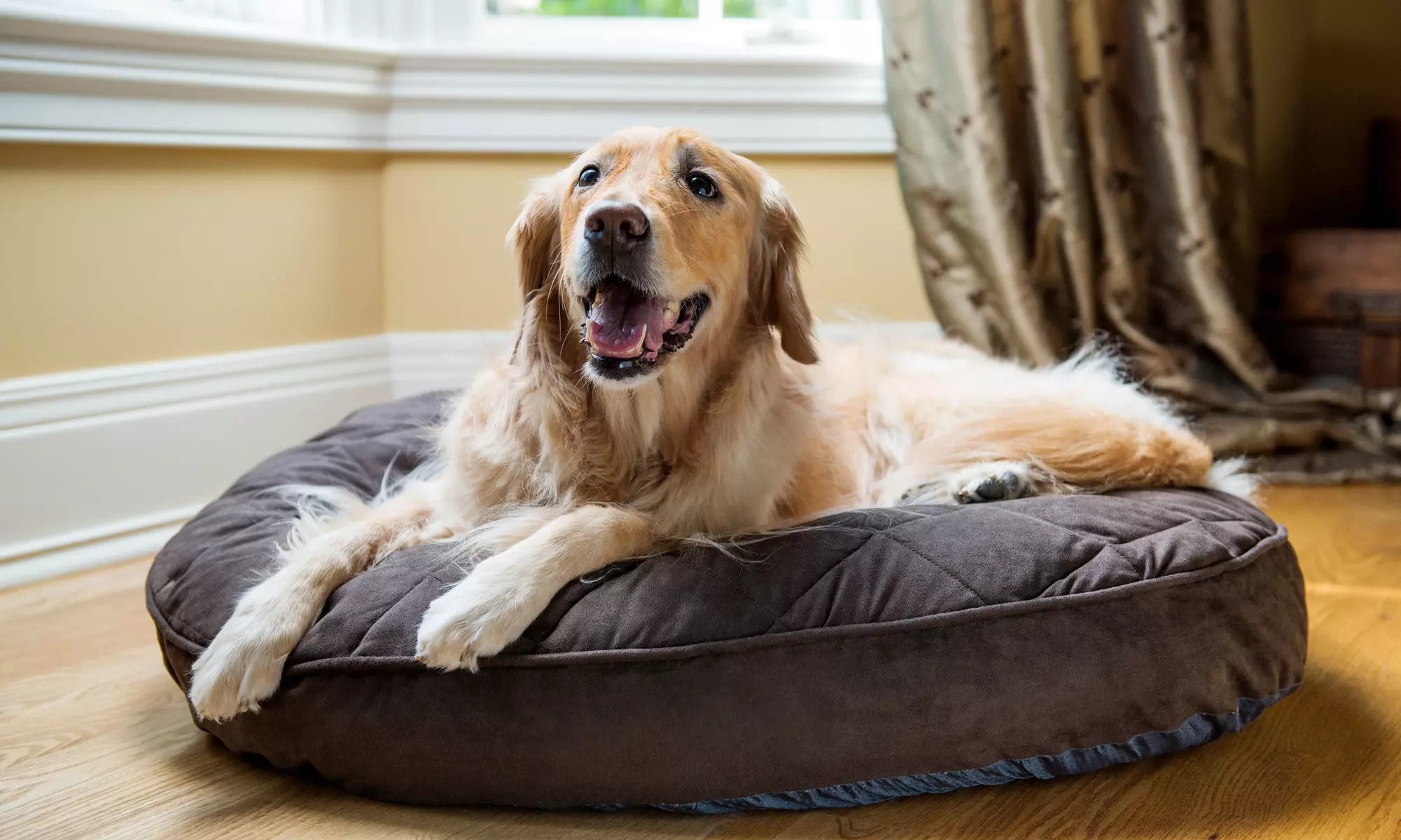 $73 for $145 Worth of Services — Ryan's Dog Walking - Primary Image
