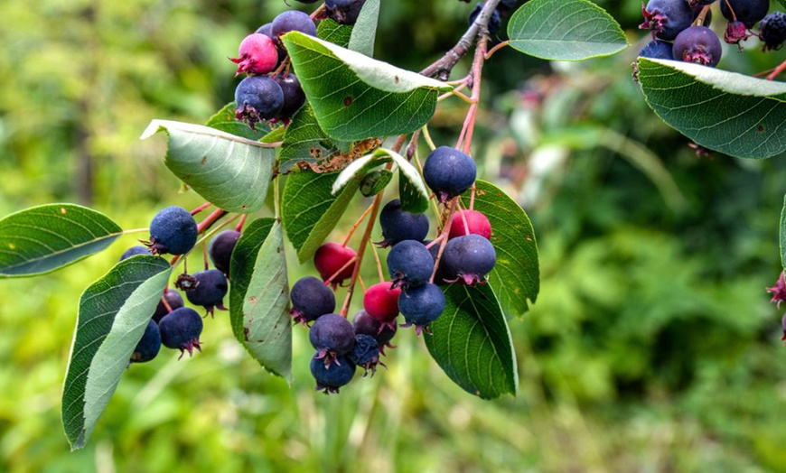 Image 4:  Mixed Hardy Shrub Collection - 8, 16 or 24 Plants