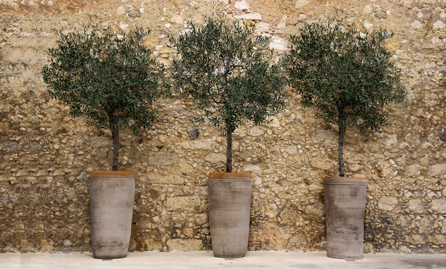 Image 2: 90cm Olive Tree Standard